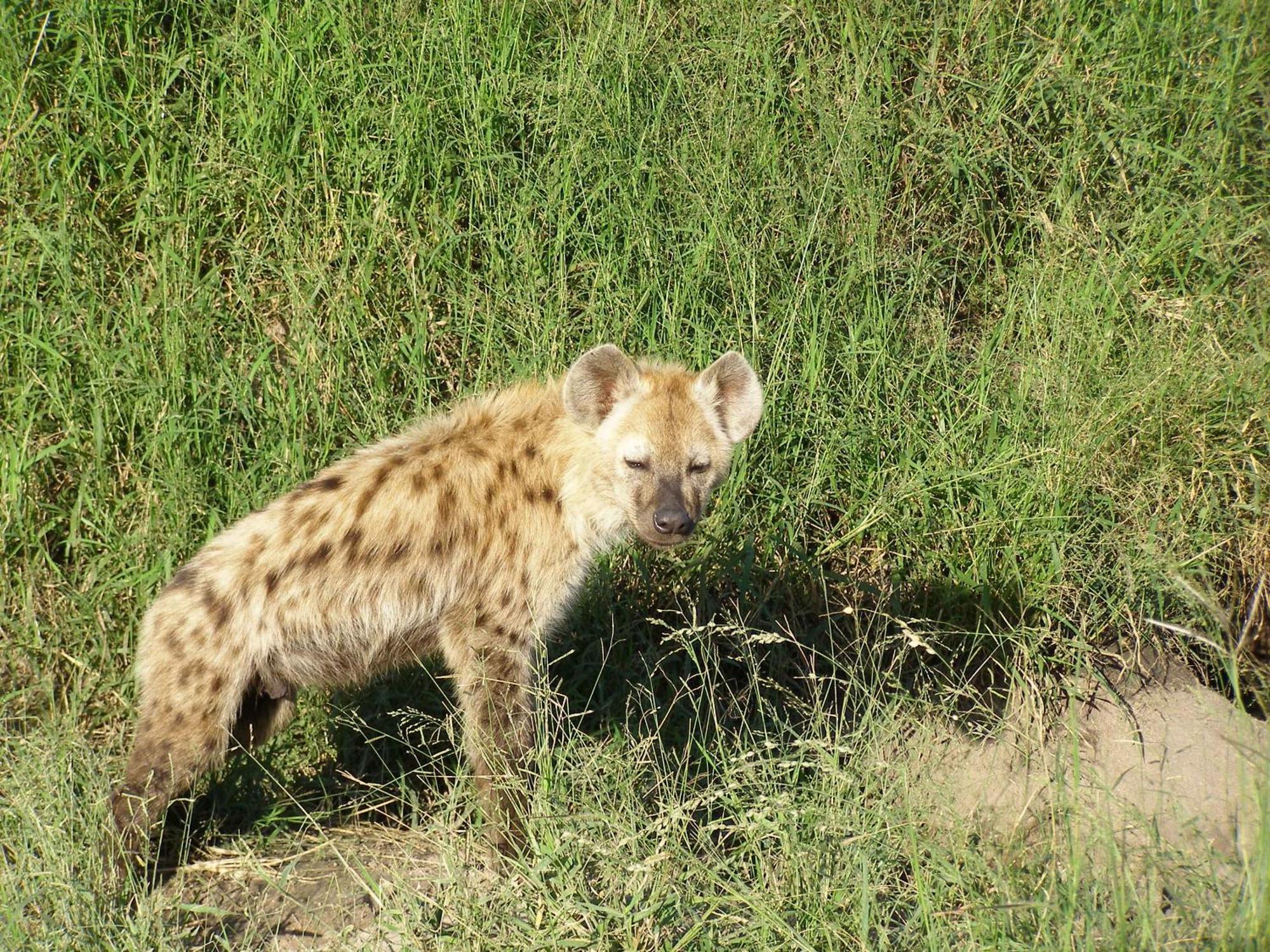 Thornybush Simbambili Lodge Sabi Sand Game Reserve Dış mekan fotoğraf